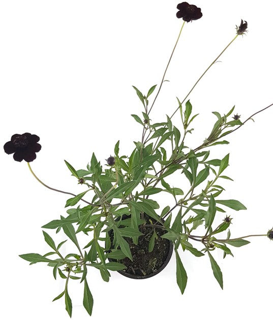 Cosmos atrosanguineus - Schokoladenblume