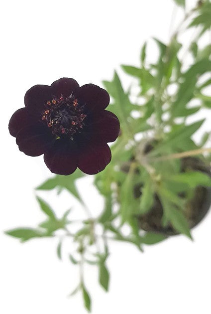 Cosmos atrosanguineus - Schokoladenblume