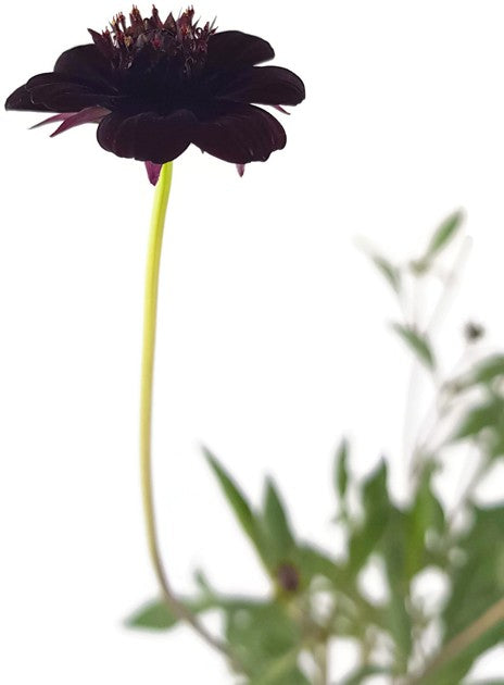 Cosmos atrosanguineus - Schokoladenblume
