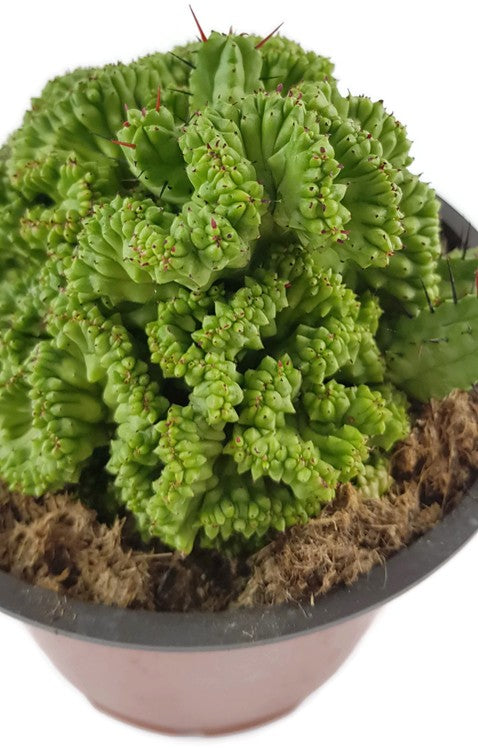 Euphorbia enopla crestata - Euphorbie