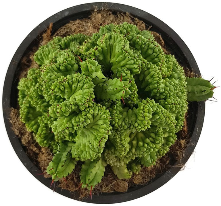 Euphorbia enopla crestata - Euphorbie
