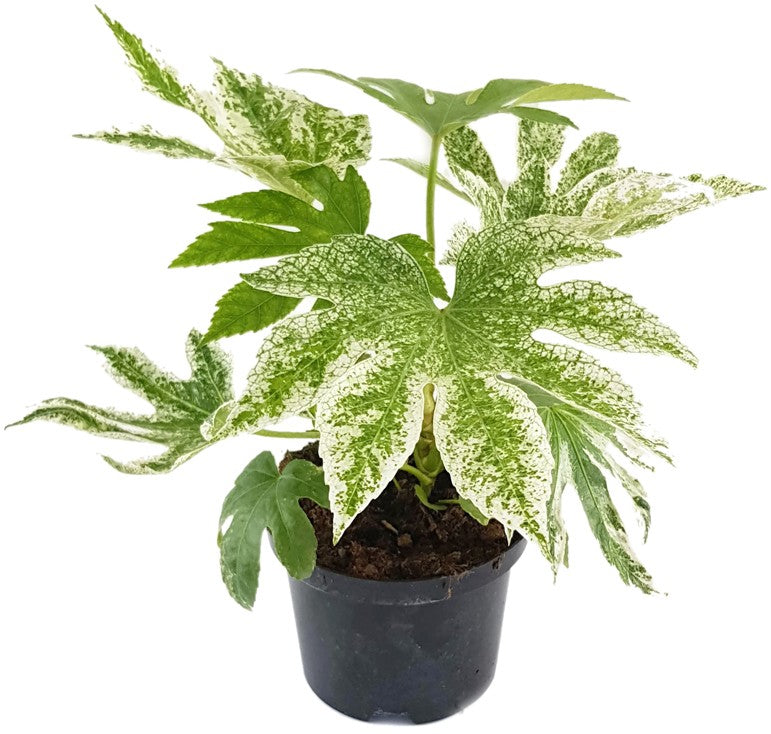 Fatsia japonica "Spider"s Web" - Zimmeraralie