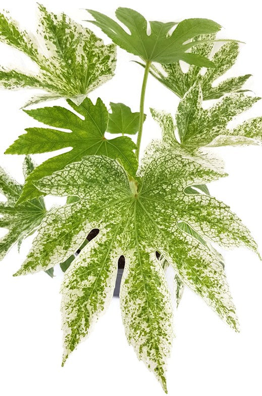 Fatsia japonica "Spider"s Web" - Zimmeraralie