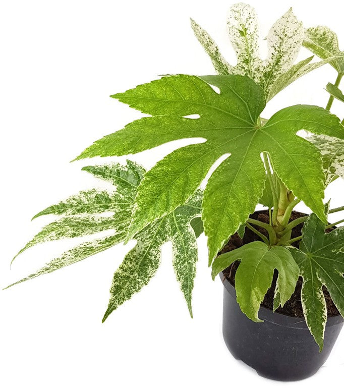 Fatsia japonica "Spider"s Web" - Zimmeraralie