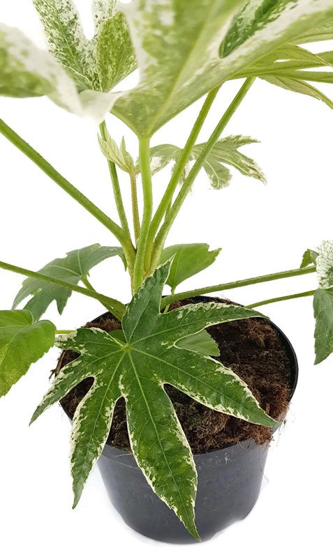 Fatsia japonica "Spider"s Web" - Zimmeraralie