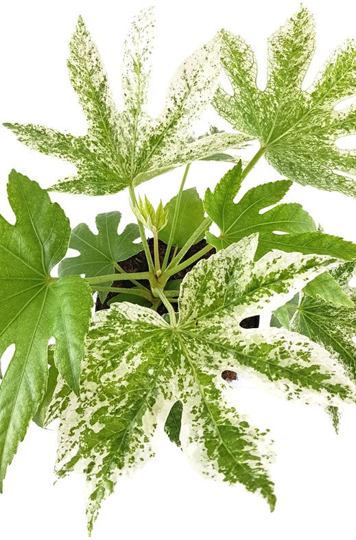 Fatsia japonica "Spider"s Web" - Zimmeraralie