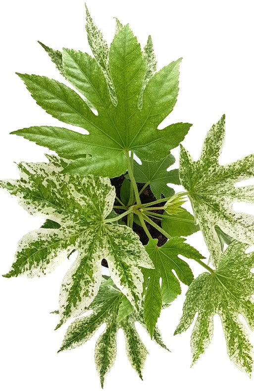 Fatsia japonica "Spider"s Web" - Zimmeraralie