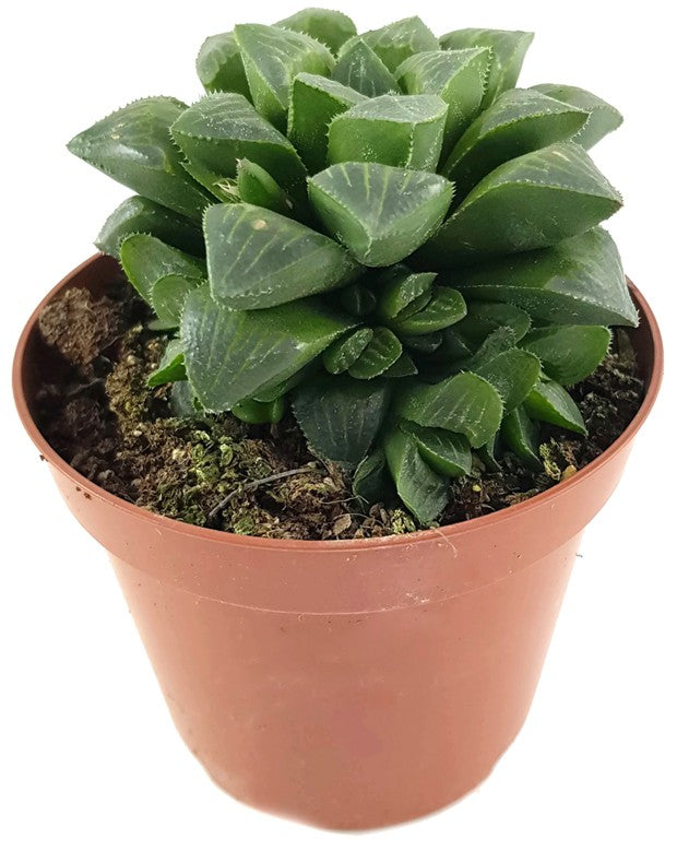 Haworthia retusa - Sukkulente