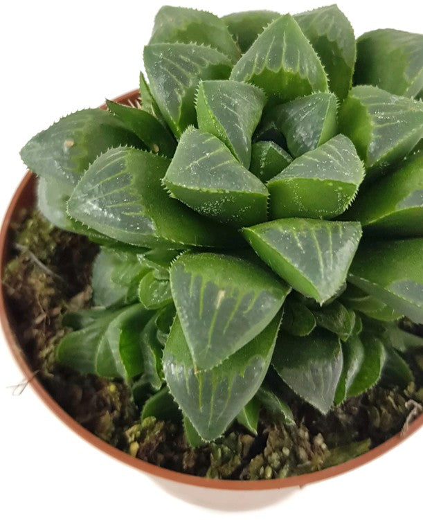 Haworthia retusa - Sukkulente