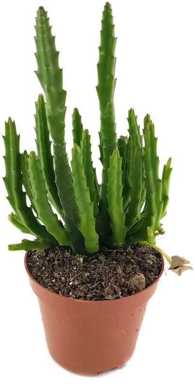 Stapelia divaricata - Aasblume