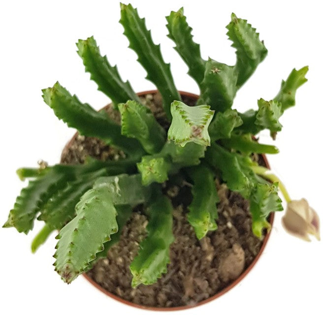 Stapelia divaricata - Aasblume