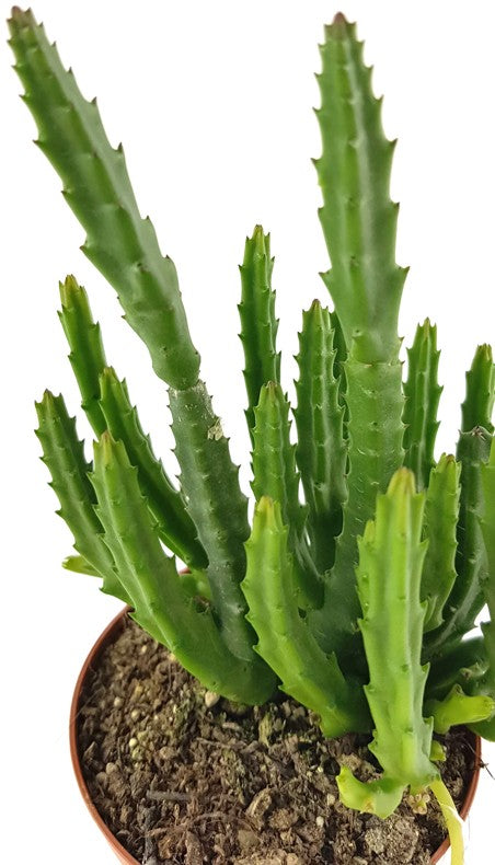 Stapelia divaricata - Aasblume