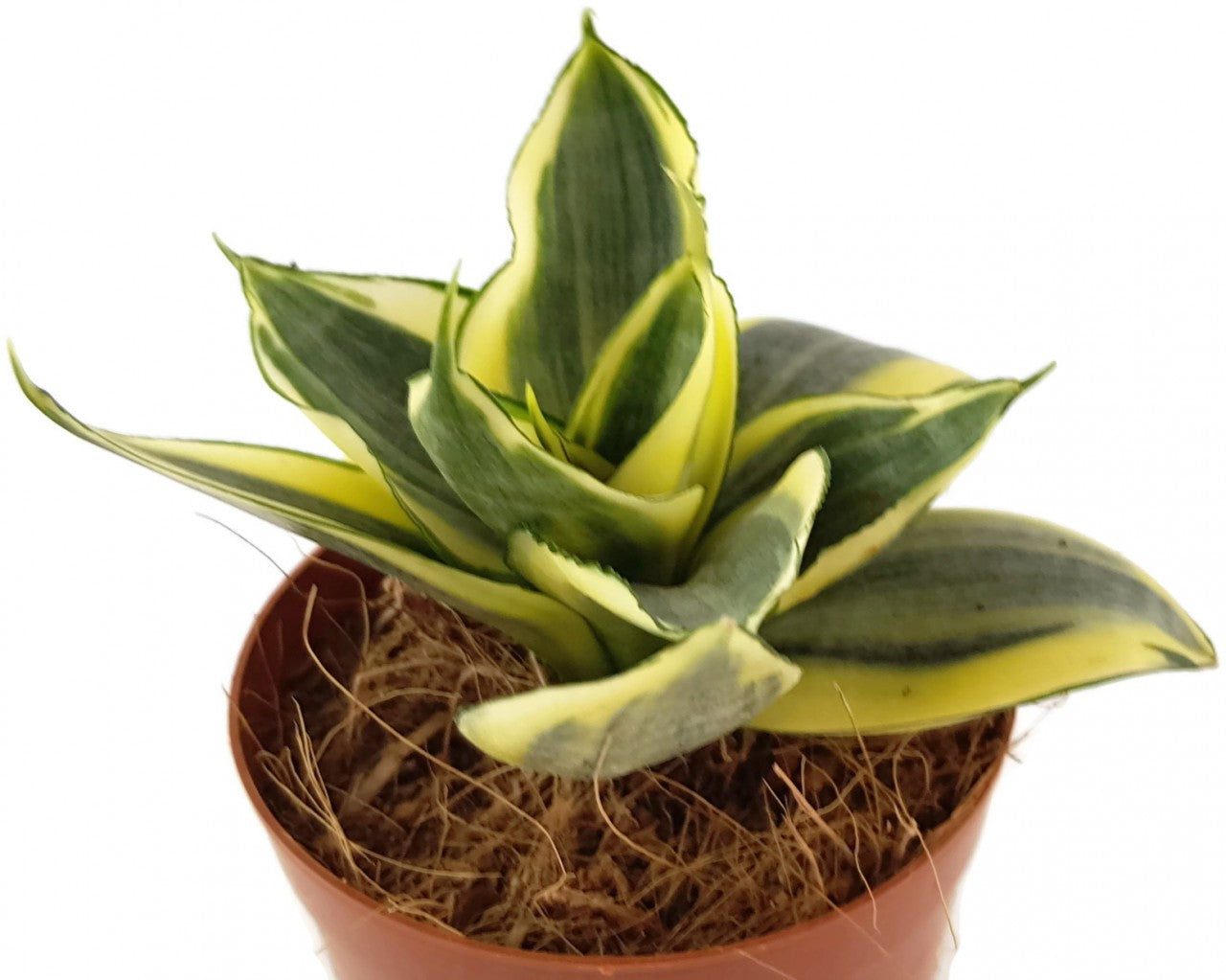 Sansevieria trifasciata "Golden Hahnii - Bogenhanf