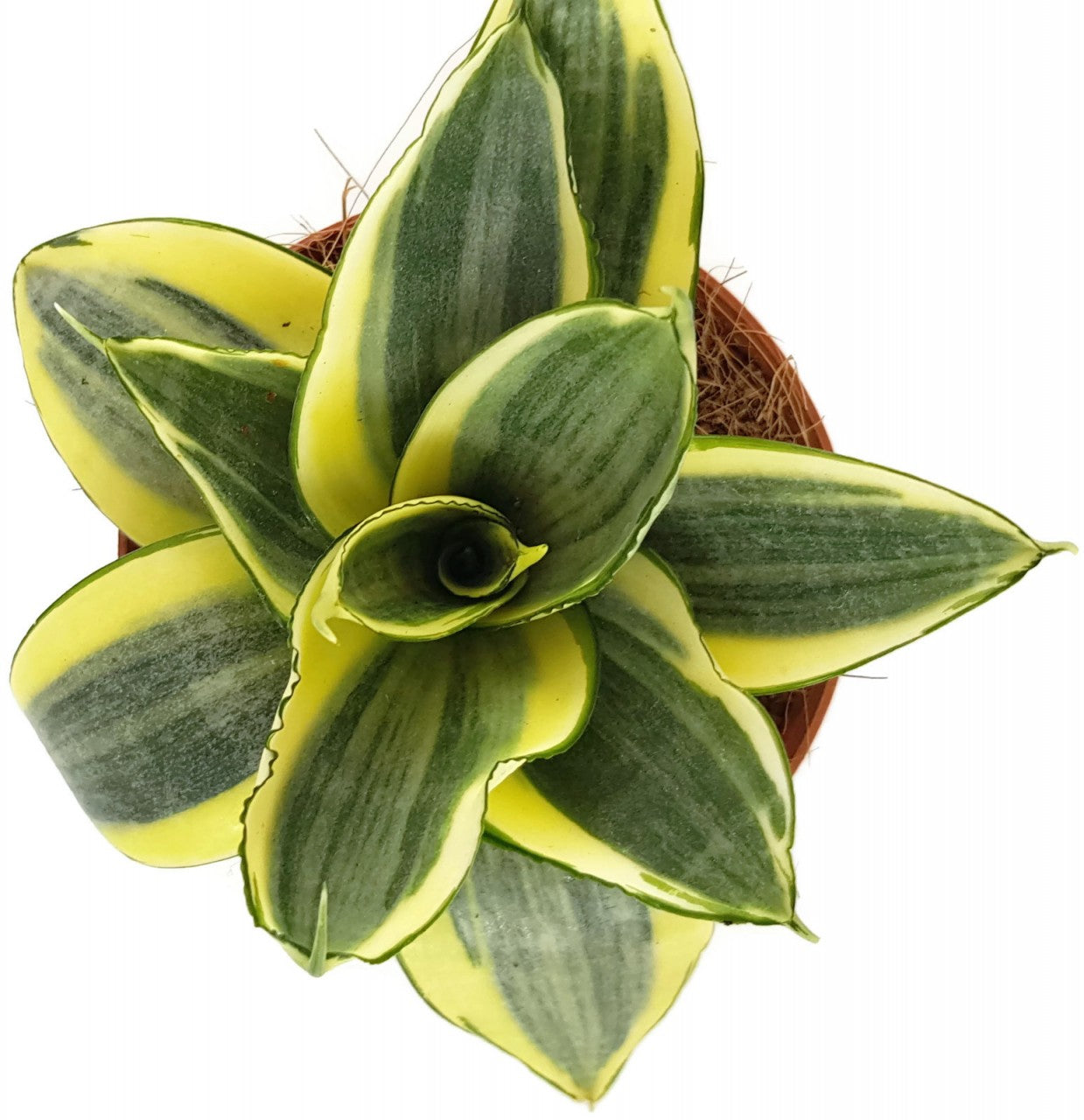 Sansevieria trifasciata "Golden Hahnii - Bogenhanf