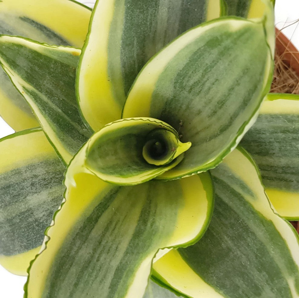 Sansevieria trifasciata "Golden Hahnii - Bogenhanf