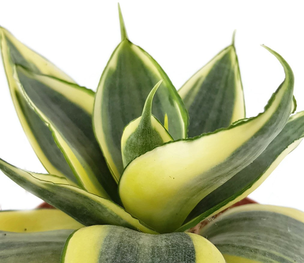 Sansevieria trifasciata "Golden Hahnii - Bogenhanf