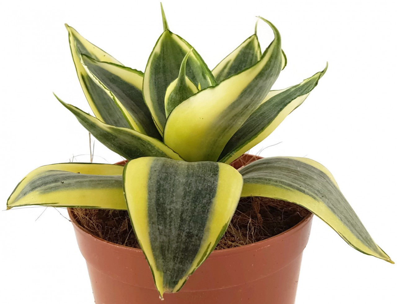 Sansevieria trifasciata "Golden Hahnii - Bogenhanf