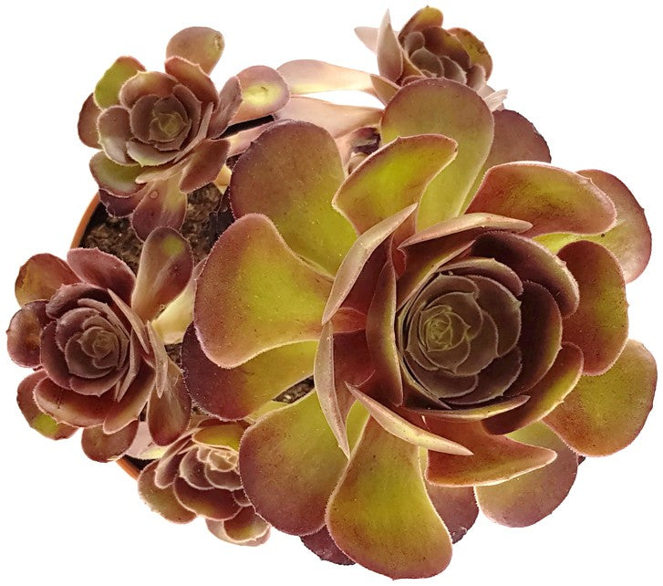 Aeonium "Velour" - kanarische Rose