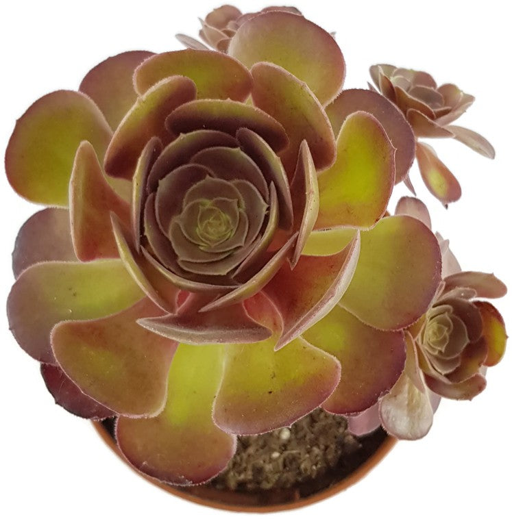 Aeonium "Velour" - kanarische Rose