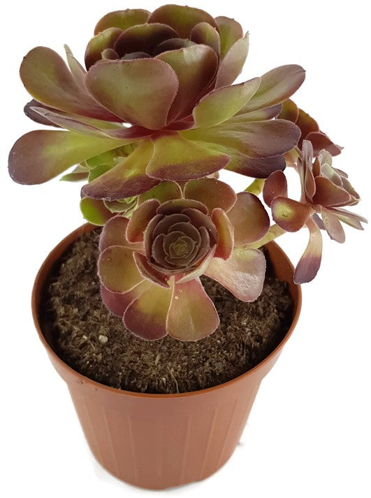 Aeonium "Velour" - kanarische Rose