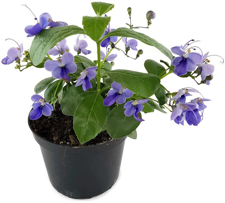 Clerodendrum ugandense - Blauflügelchen