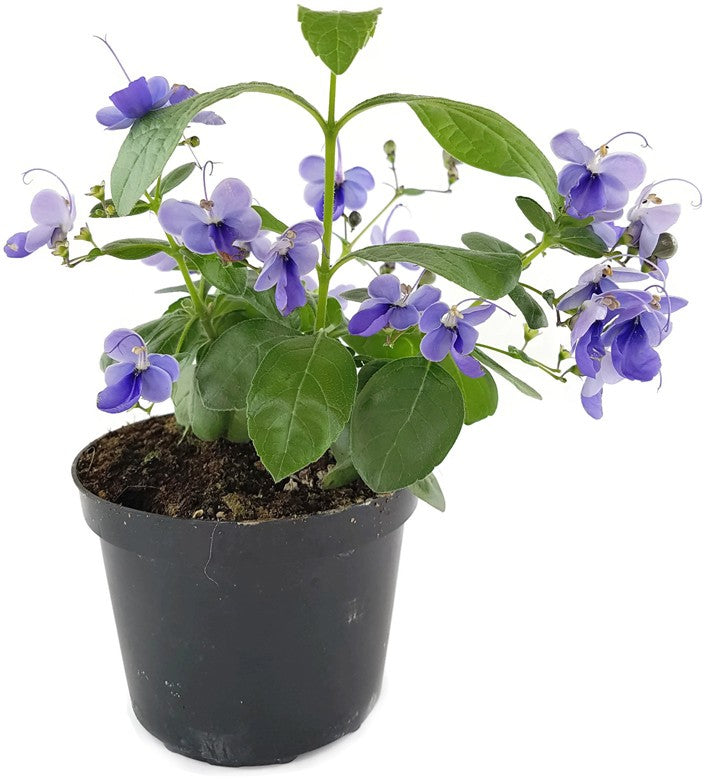 Clerodendrum ugandense - Blauflügelchen