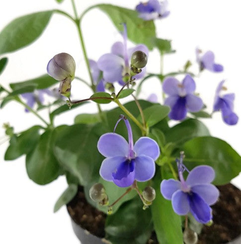 Clerodendrum ugandense - Blauflügelchen