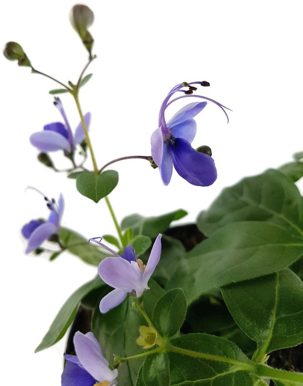 Clerodendrum ugandense - Blauflügelchen