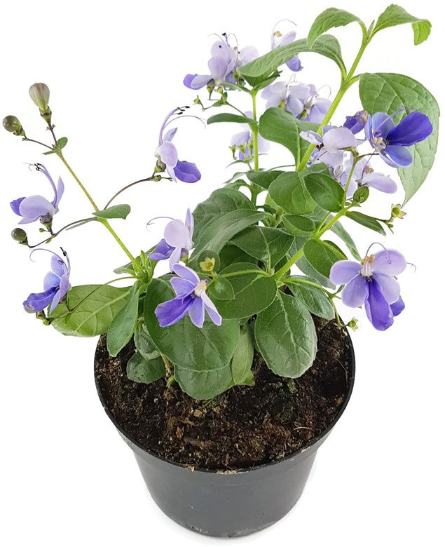 Clerodendrum ugandense - Blauflügelchen