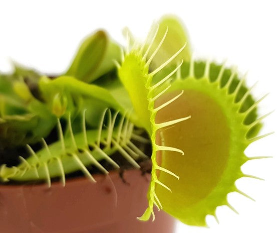 Dionaea muscipula "B52" - Samen