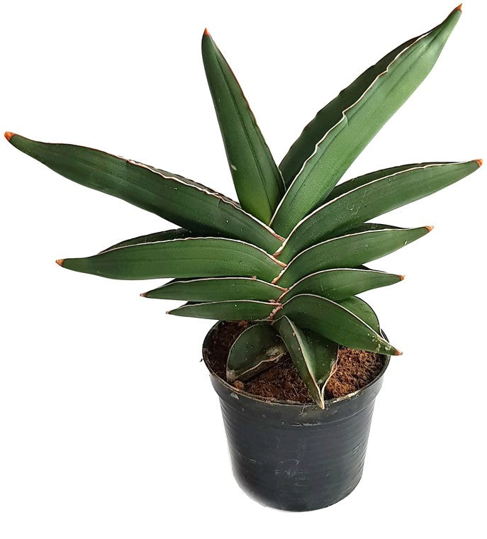 Sansevieria "Blue Kew" - glatter Bogenhanf