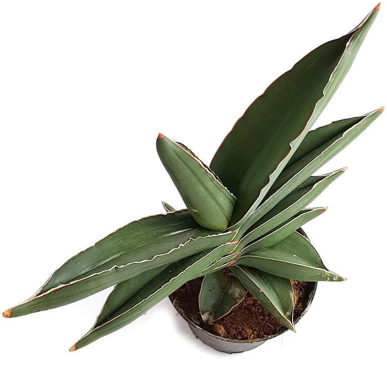 Sansevieria "Blue Kew" - glatter Bogenhanf