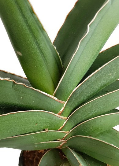 Sansevieria "Blue Kew" - glatter Bogenhanf