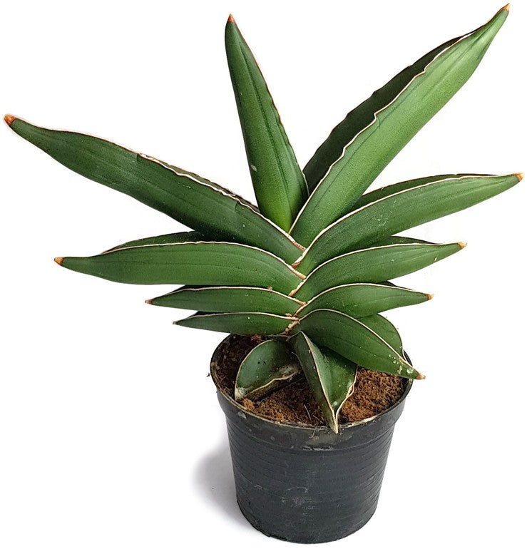 Sansevieria "Blue Kew" - glatter Bogenhanf