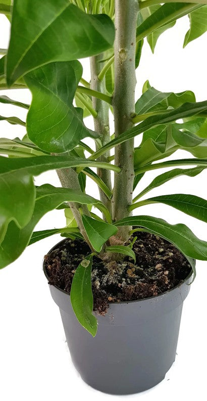 Plumeria "Lanna White" Frangipani - Tempelbaum