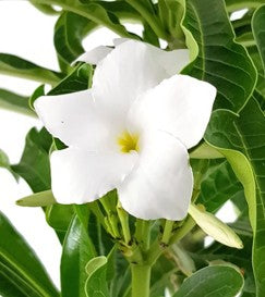 Plumeria "Lanna White" Frangipani - Tempelbaum