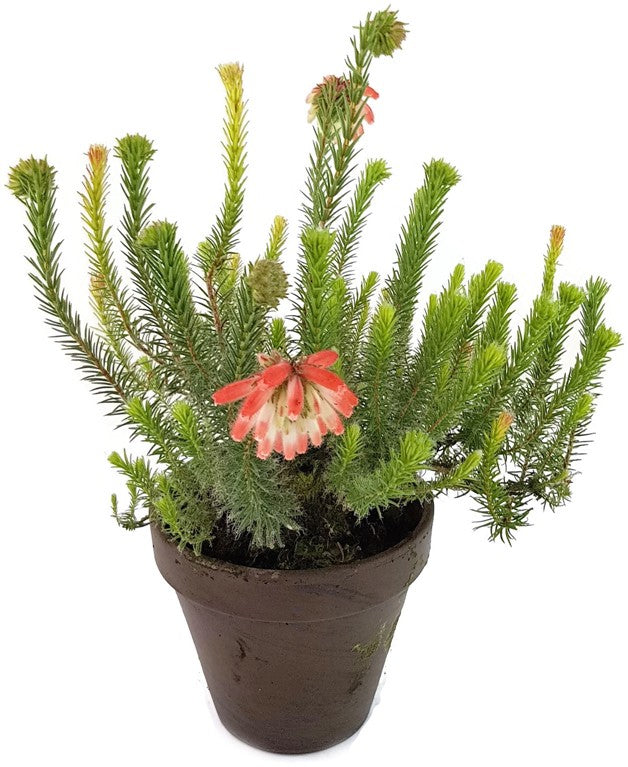 Erica cerinthoides - südafrikanische Heide