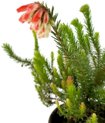 Erica cerinthoides - südafrikanische Heide