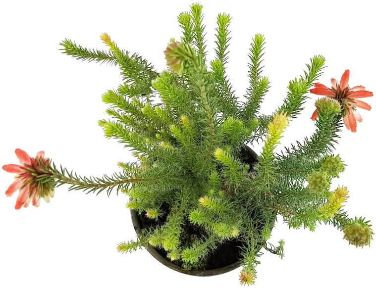 Erica cerinthoides - südafrikanische Heide