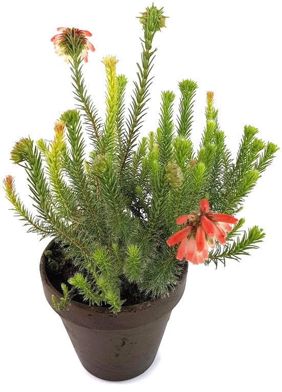 Erica cerinthoides - südafrikanische Heide