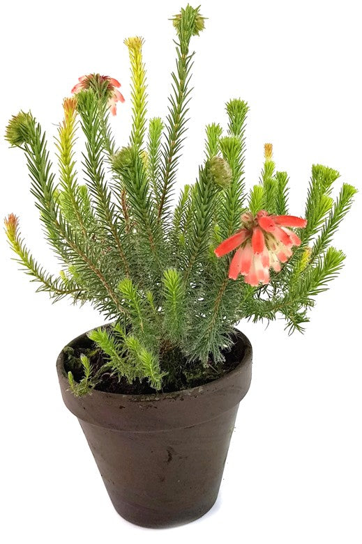 Erica cerinthoides - südafrikanische Heide