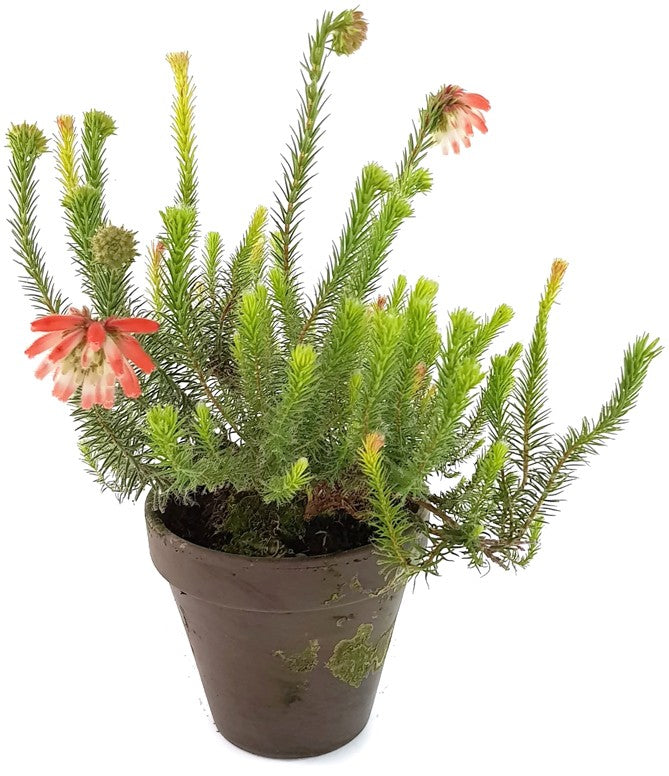 Erica cerinthoides - südafrikanische Heide