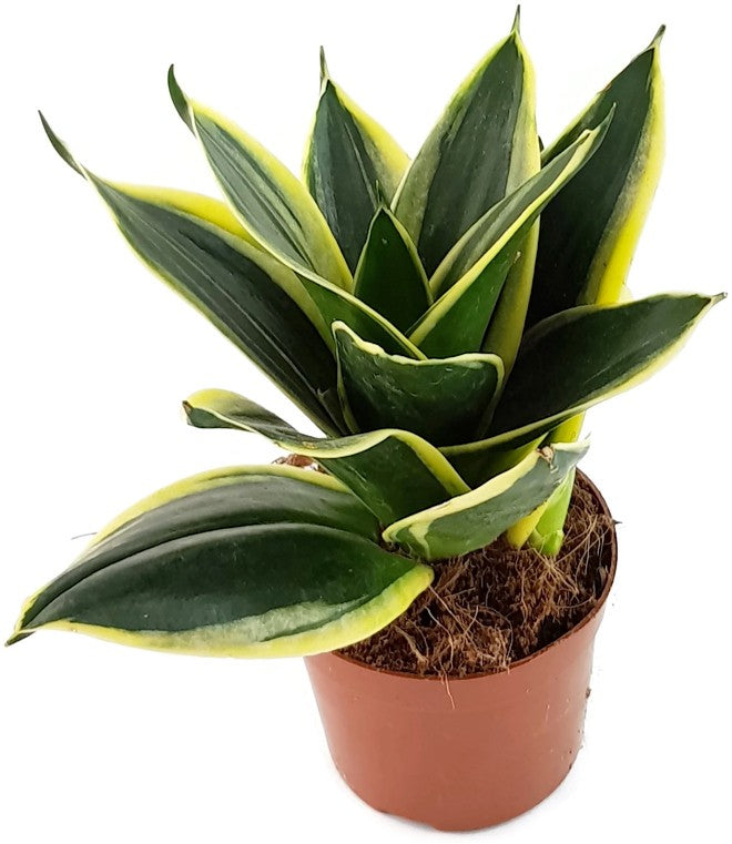 Sansevieria trifasciata "Hahnii" Jade - Bogenhanf