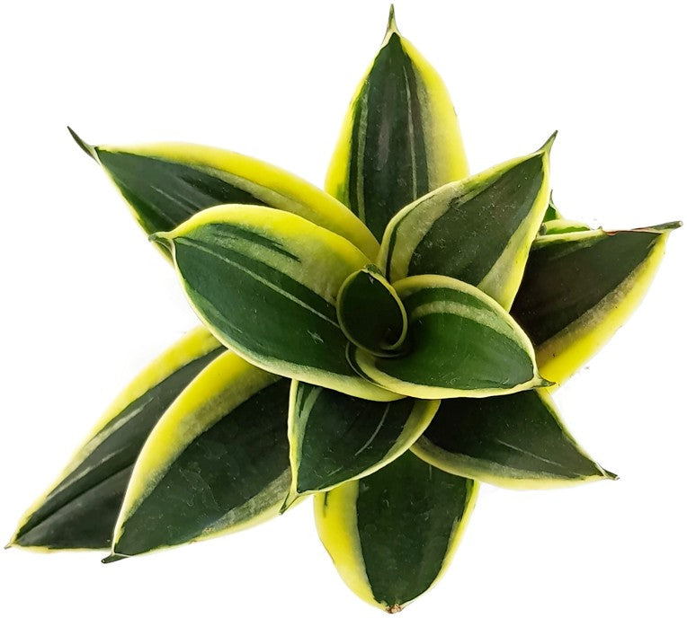 Sansevieria trifasciata "Hahnii" Jade - Bogenhanf