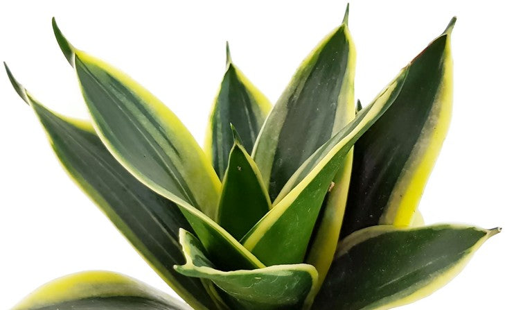 Sansevieria trifasciata "Hahnii" Jade - Bogenhanf