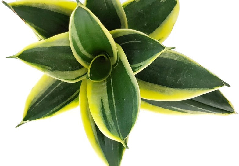Sansevieria trifasciata "Hahnii" Jade - Bogenhanf