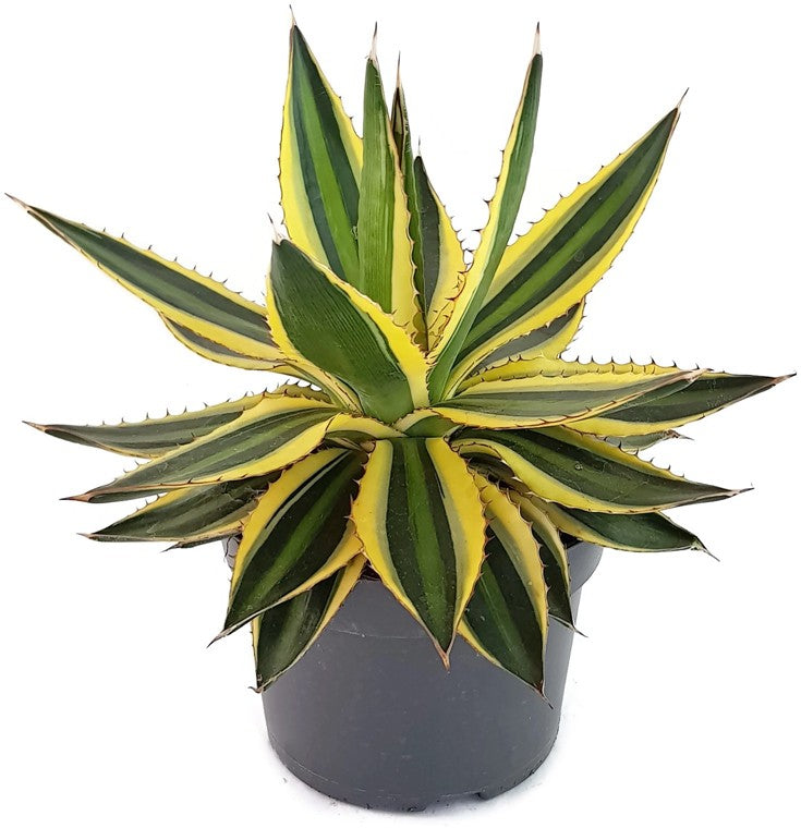 Agave lophantha "quadricolor" - vierfarbige Agave