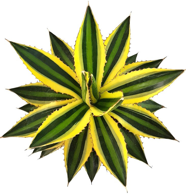 Agave lophantha "quadricolor" - vierfarbige Agave