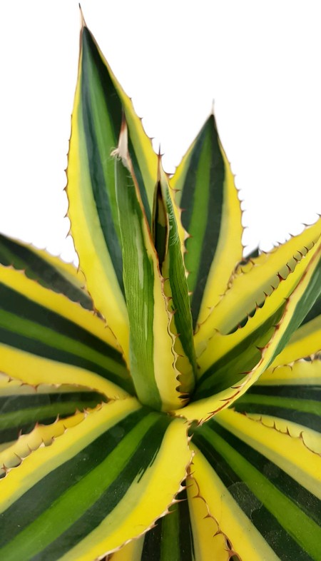 Agave lophantha "quadricolor" - vierfarbige Agave