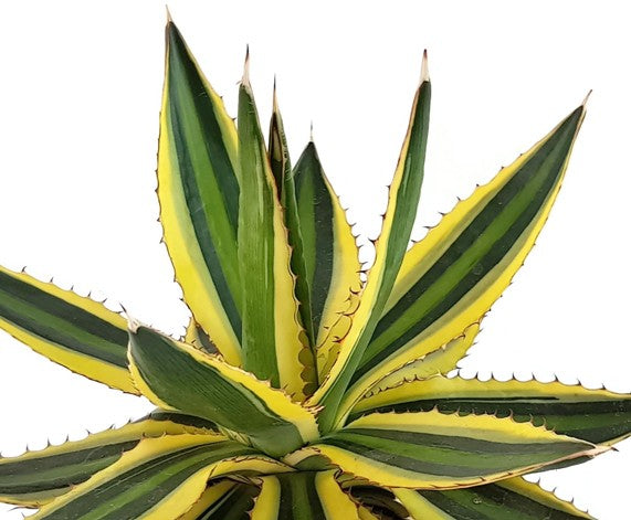 Agave lophantha "quadricolor" - vierfarbige Agave